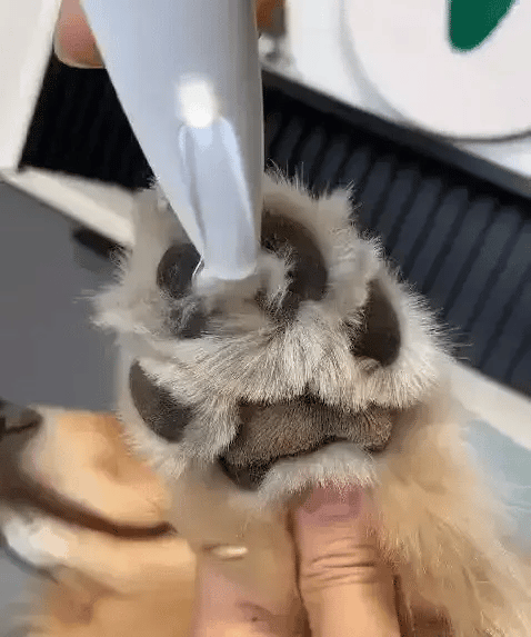 PawPerfect Trimmer™