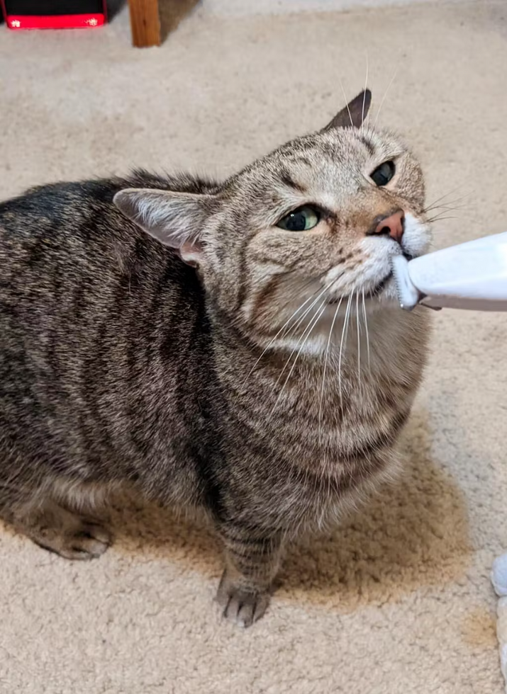 PawPerfect Trimmer™